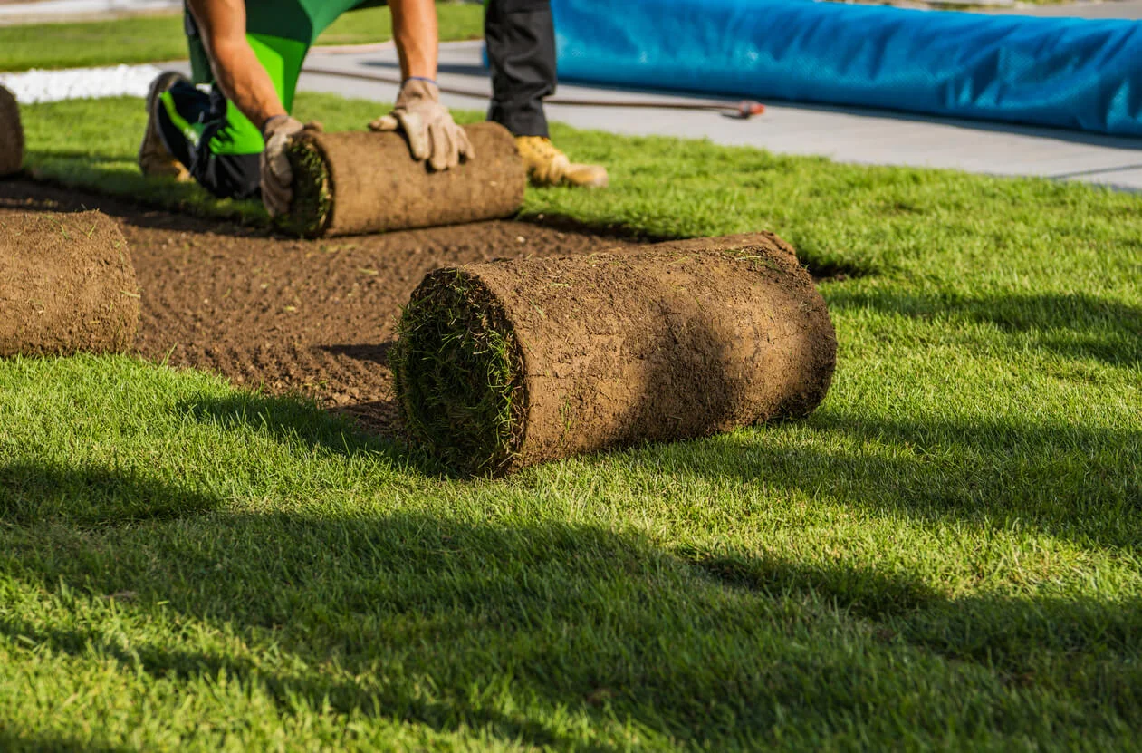 Fresh sod installed across a residential lawn