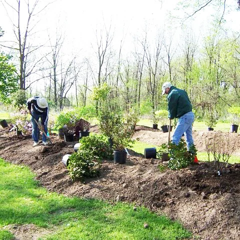 Landscaping crew installing shrubs in a garden bed